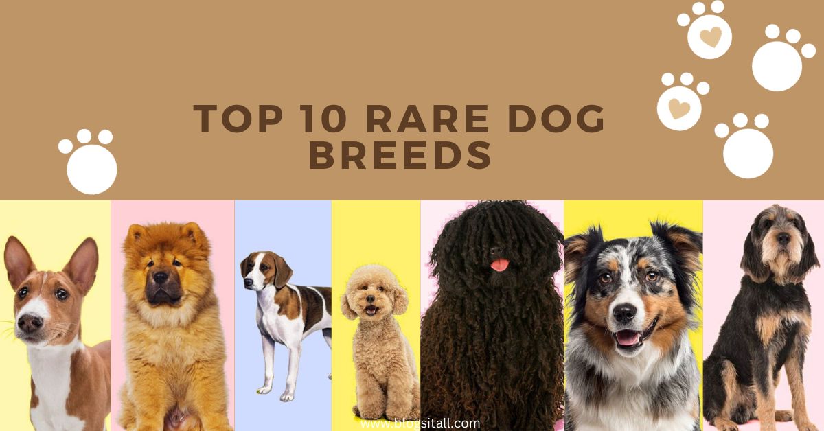 Top 10 Rare Dog Breeds You Probably Don't Know About