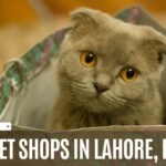 10 Best Pet Shops in Lahore, Pakistan
