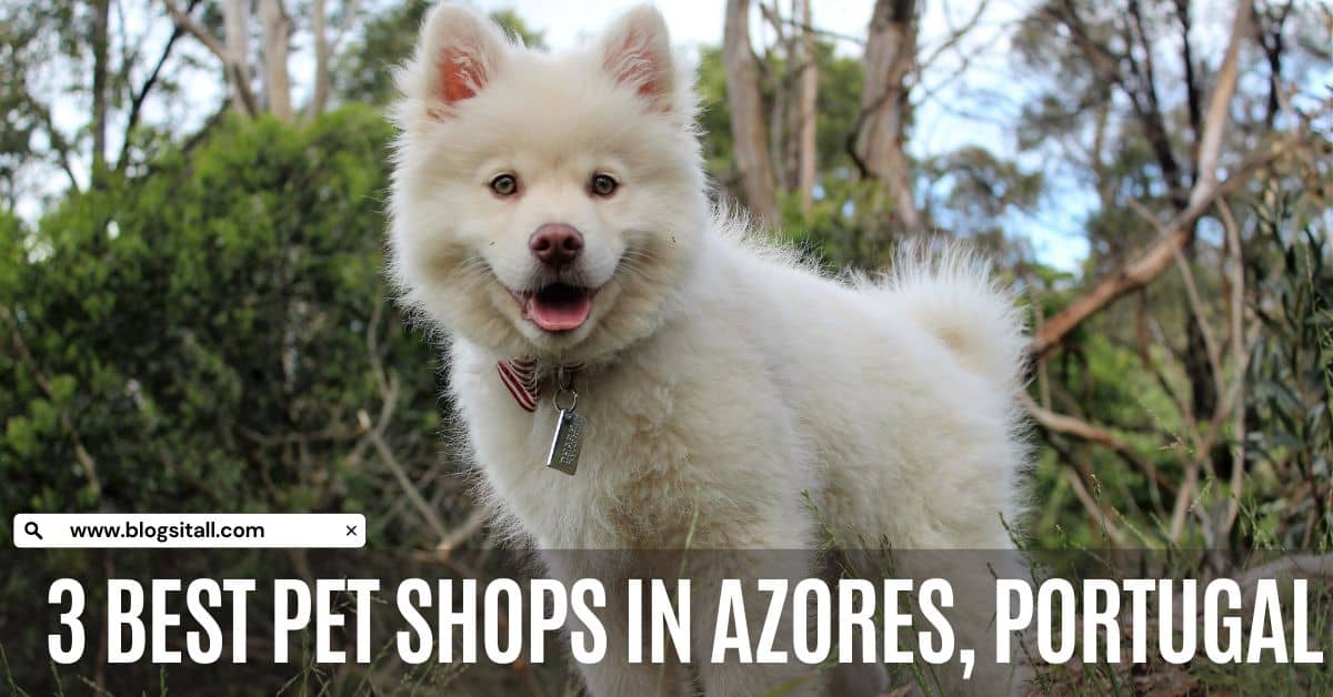 3 Best Pet Shops in Azores, Portugal