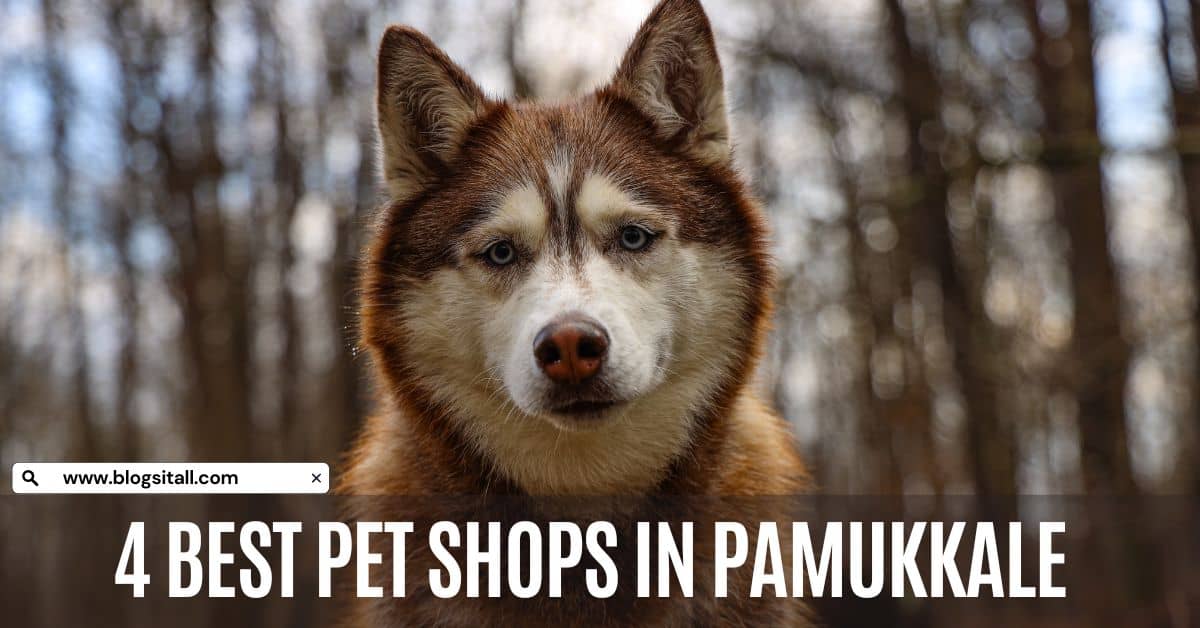 4 Best Pet Shops in Pamukkale, Turkiye