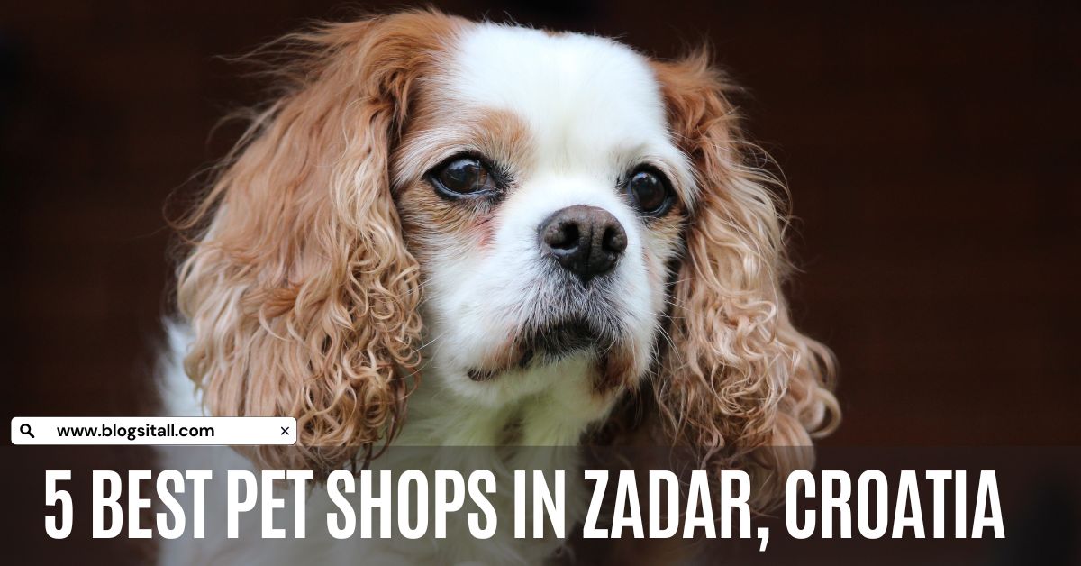 5 Best Pet Shops in Zadar, Croatia