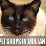 6 Best Pet Shops in Multan, Pakistan